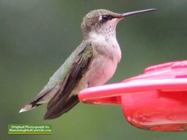 Ruby Throat Hummingbird near Tyler Texas Ruby Throat Hummingbird near Tyler Texas